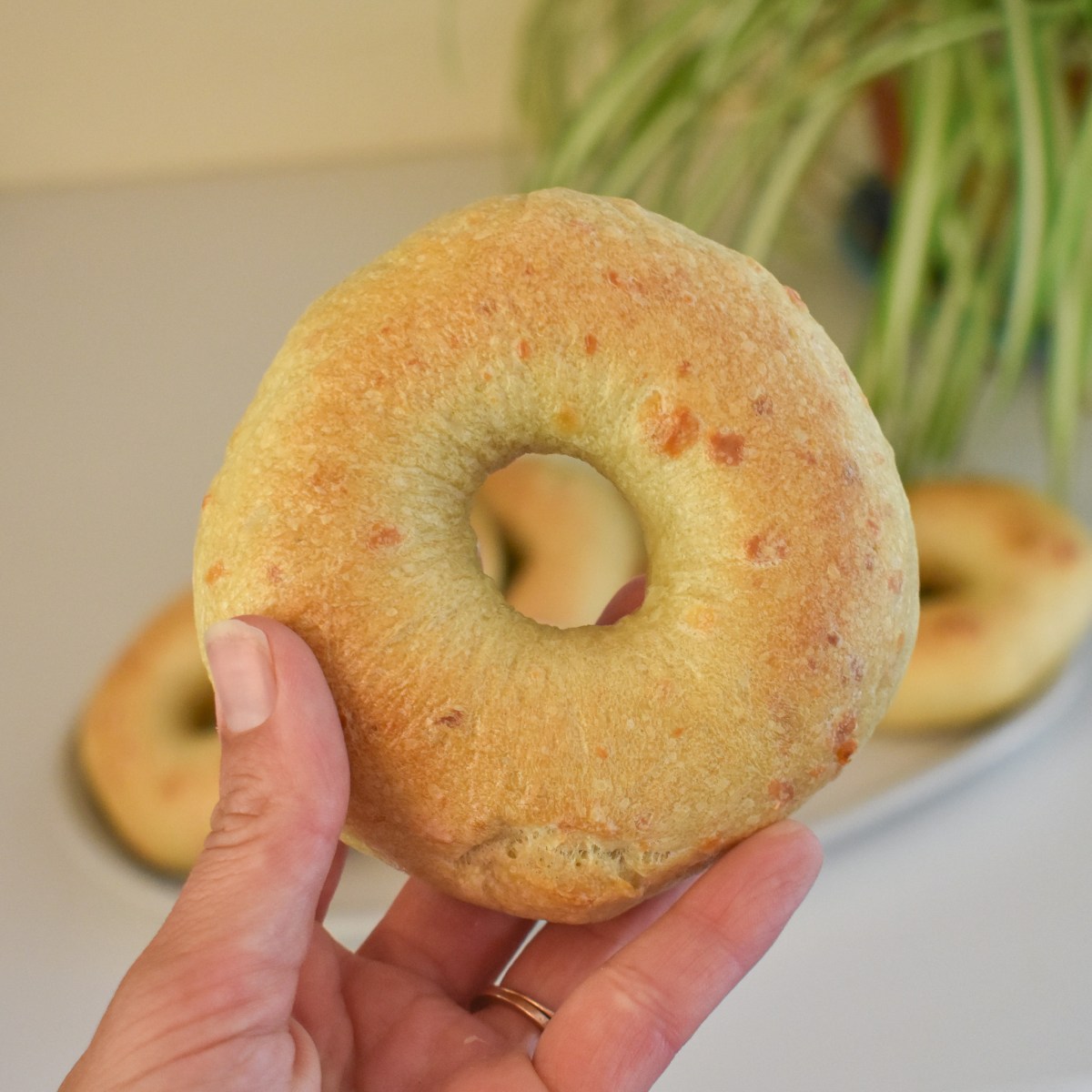 GREEN CHILI + CHEESE SOURDOUGH&nbsp;BAGELS